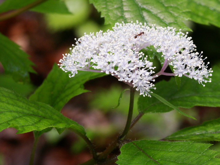 PICT2051.jpg