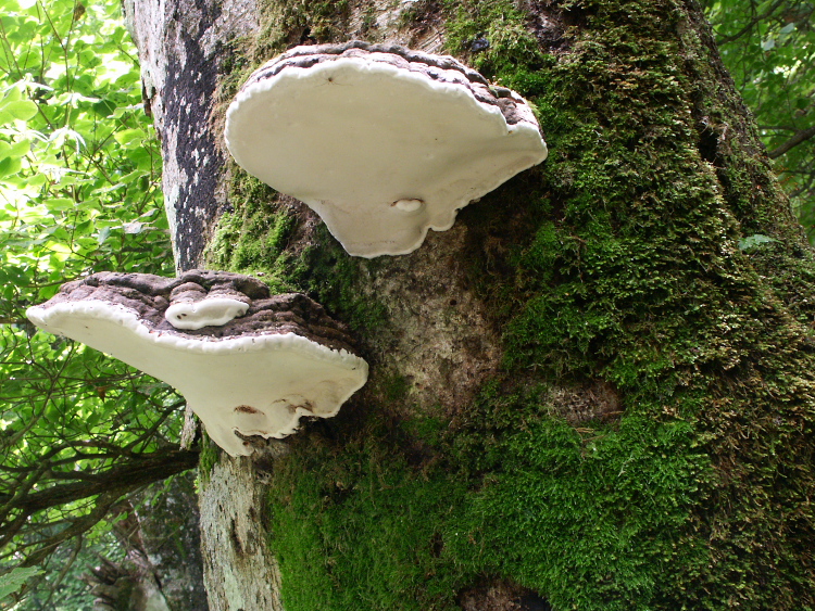 PICT2116.jpg
