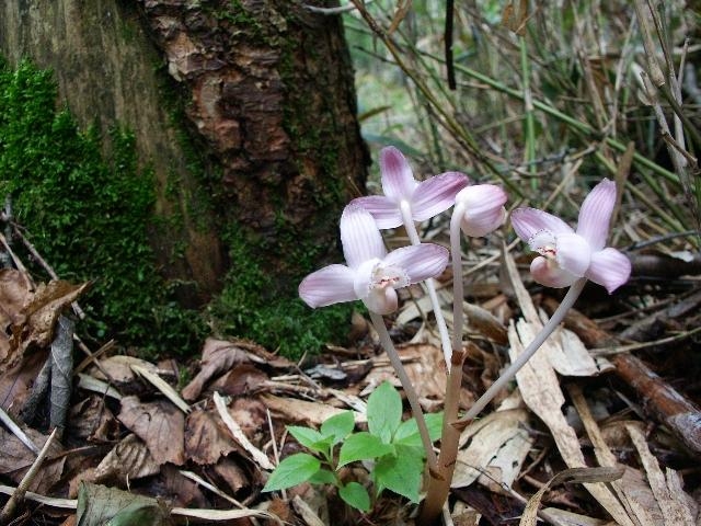 pict2145.jpg