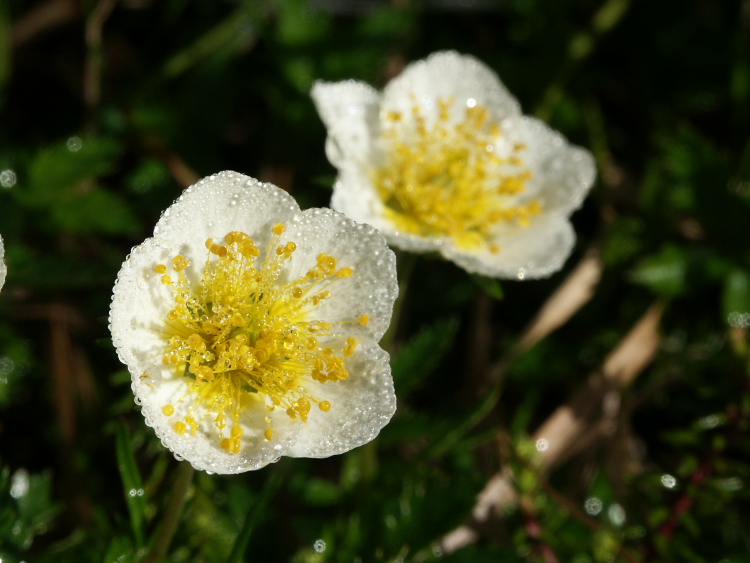 PICT2303.jpg