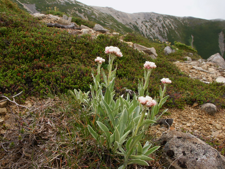 PICT2331.jpg