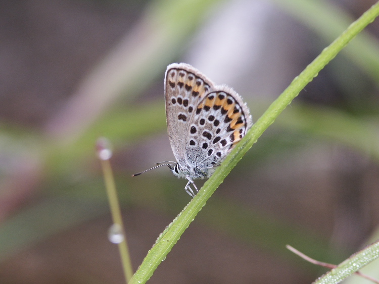 PICT2367.jpg