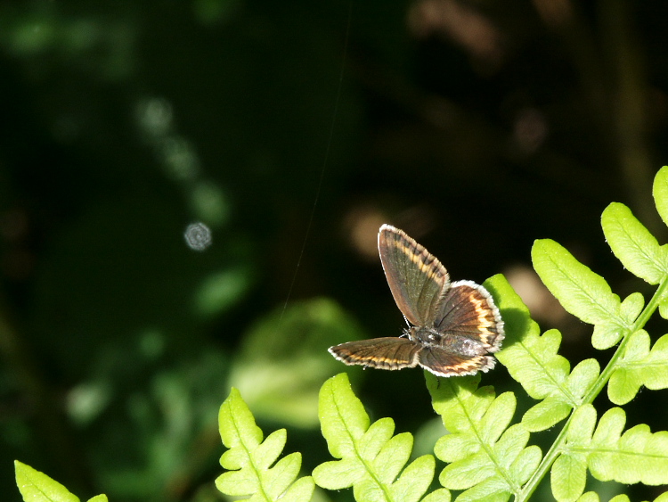 PICT2394.jpg