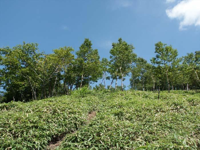 PICT2445.jpg