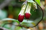 IMGP0529