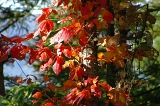 IMGP0959