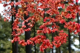 IMGP0964