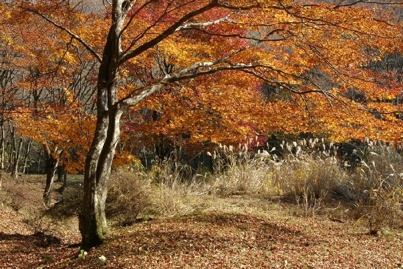 IMGP1628.jpg