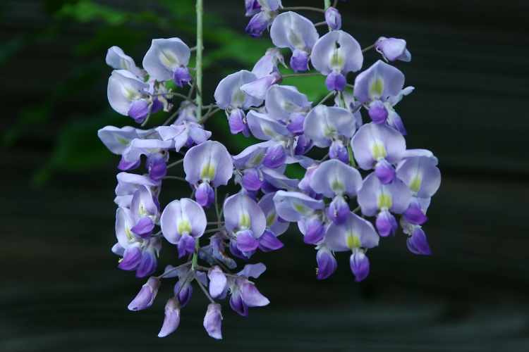 IMGP5164.jpg