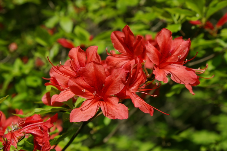 IMGP5243.jpg