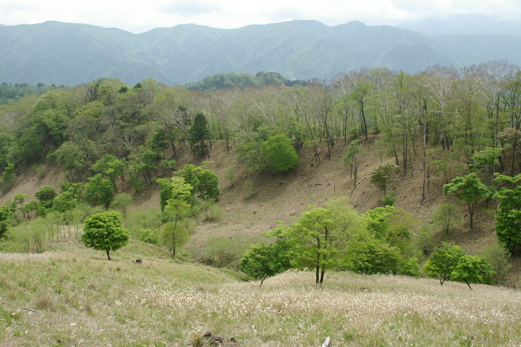 IMGP5296.jpg