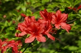 IMGP5243