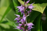 IMGP5546