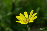 IMGP5667