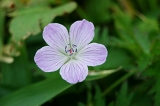 IMGP5674
