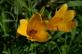 IMGP5793