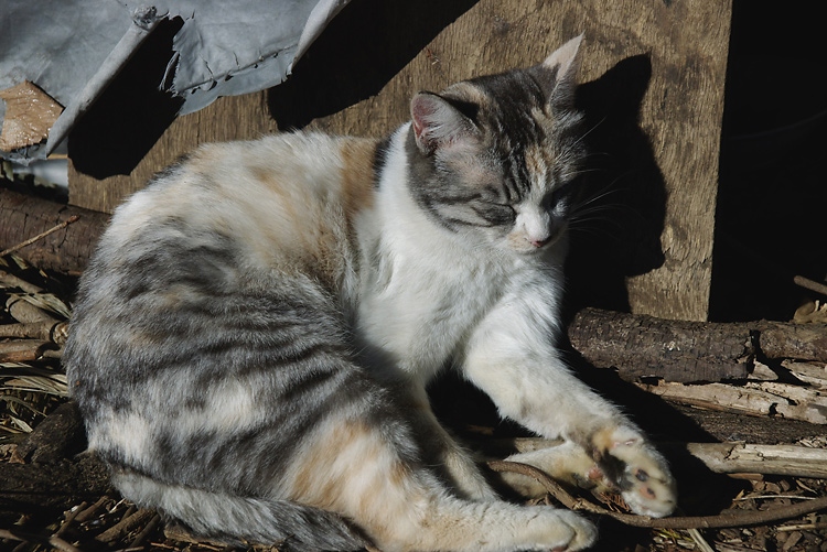 IMGP6424.jpg