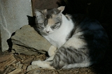 IMGP6445