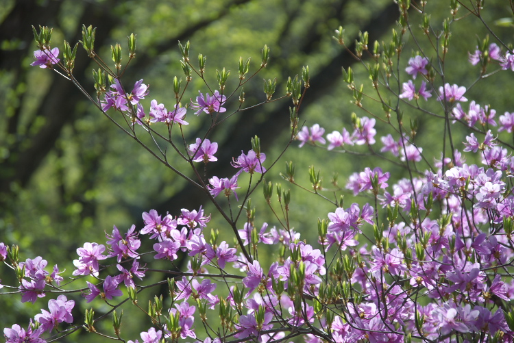 IMGP6954.jpg - 東村