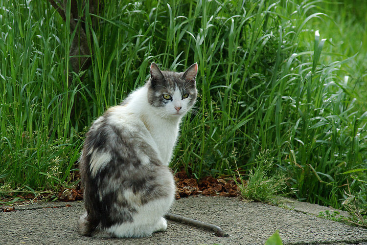 IMGP7114.jpg