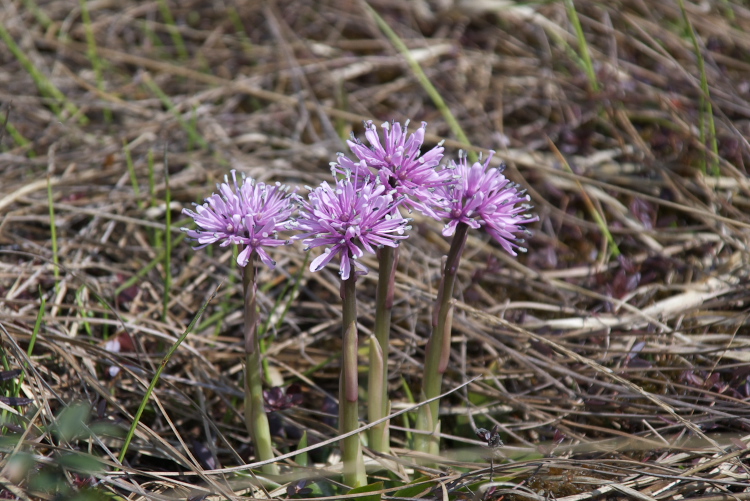 IMGP7197.jpg