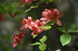 IMGP6928