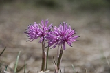 IMGP7198