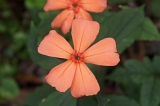 IMGP7634