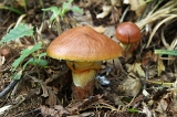 IMGP7639