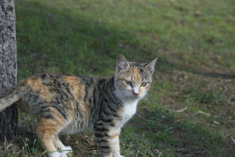IMGP7863.jpg