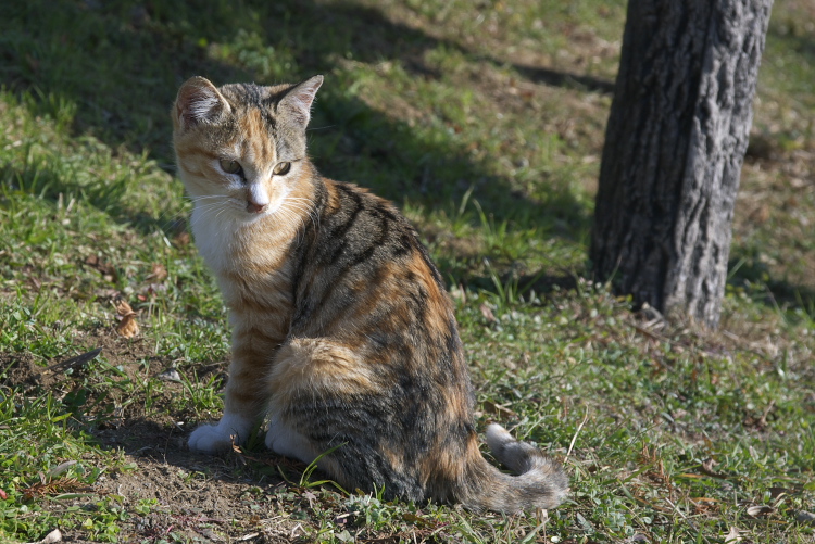 IMGP7910.jpg