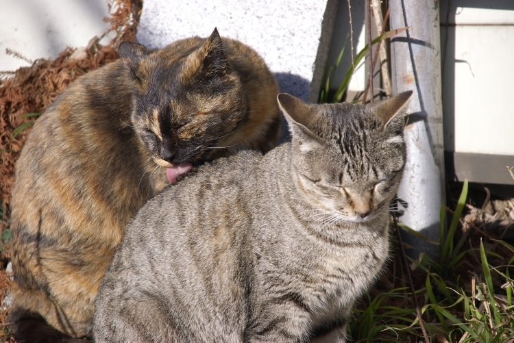 IMGP7989.jpg