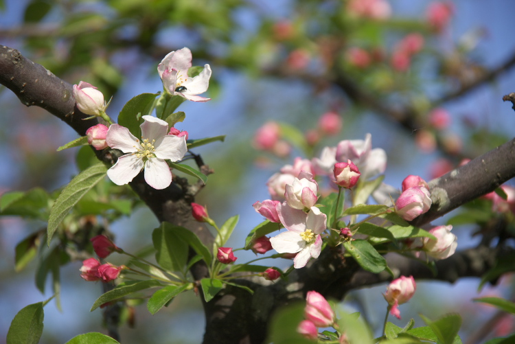 IMGP8469.jpg - 三合ダムから社山南尾根に上がるとズミの花