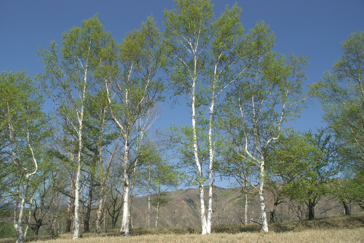 IMGP8513.jpg