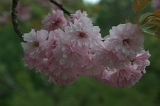 IMGP8462