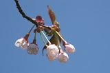 IMGP8536
