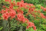 IMGP8545