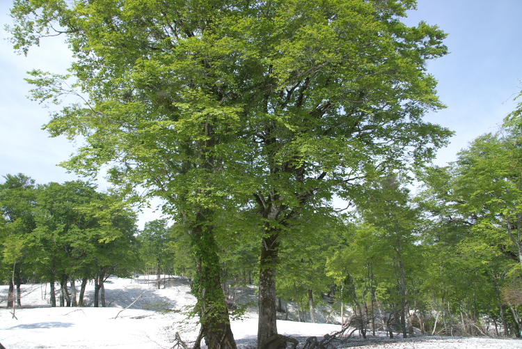 IMGP8588.jpg