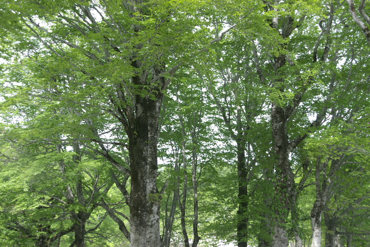 IMGP8662.jpg