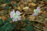 IMGP8577