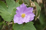 IMGP8621