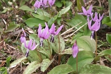 IMGP8636