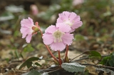 IMGP8660
