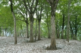 IMGP8667