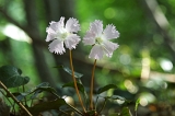 IMGP8675