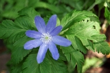 IMGP8677