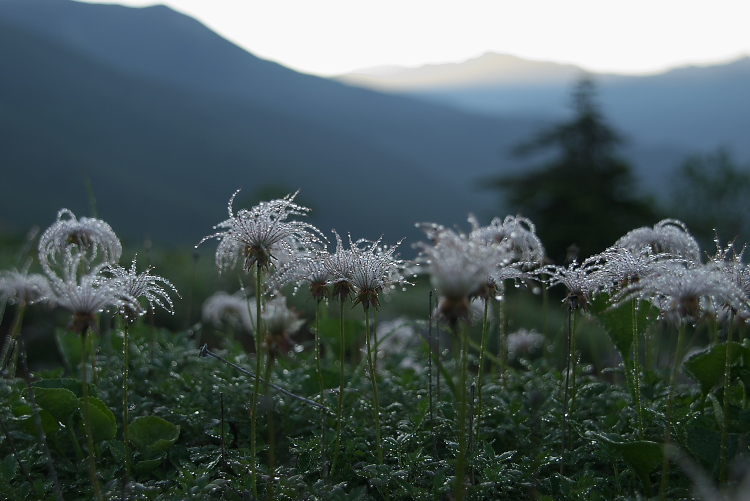 IMGP8804.jpg - チングルマ