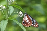 IMGP8776