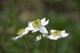 IMGP8930