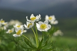 IMGP8965